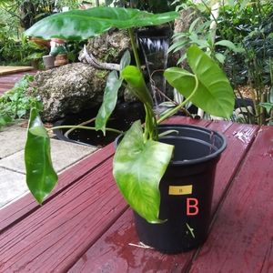 Burle Marx Philadendron "B" (Medium)